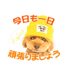 プードルのぽんちゃんスタンプ（個別スタンプ：2）