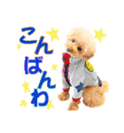 プードルのぽんちゃんスタンプ（個別スタンプ：4）