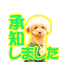 プードルのぽんちゃんスタンプ（個別スタンプ：6）