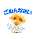 プードルのぽんちゃんスタンプ（個別スタンプ：10）