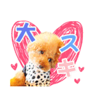 プードルのぽんちゃんスタンプ（個別スタンプ：12）