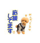 プードルのぽんちゃんスタンプ（個別スタンプ：19）