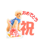 プードルのぽんちゃんスタンプ（個別スタンプ：21）