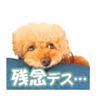 プードルのぽんちゃんスタンプ（個別スタンプ：24）