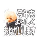 プードルのぽんちゃんスタンプ（個別スタンプ：30）