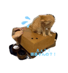 碁打ちの為の囲碁猫スタンプ（個別スタンプ：3）