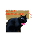 優しさニャンコ（個別スタンプ：1）