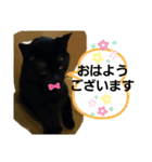 優しさニャンコ（個別スタンプ：2）