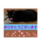 優しさニャンコ（個別スタンプ：5）