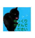 優しさニャンコ（個別スタンプ：6）