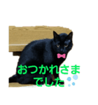 優しさニャンコ（個別スタンプ：8）