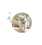 Co Coの成長（個別スタンプ：3）