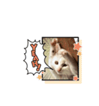 Co Coの成長（個別スタンプ：16）