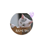 Co Coの成長（個別スタンプ：18）