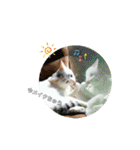 Co Coの成長（個別スタンプ：21）
