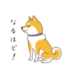 柴犬と日常おしゃべり（個別スタンプ：2）