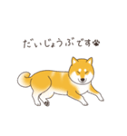 柴犬と日常おしゃべり（個別スタンプ：4）