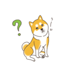 柴犬と日常おしゃべり（個別スタンプ：6）