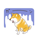 柴犬と日常おしゃべり（個別スタンプ：8）