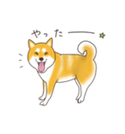 柴犬と日常おしゃべり（個別スタンプ：13）