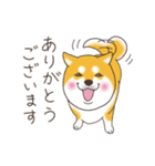 柴犬と日常おしゃべり（個別スタンプ：19）