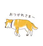 柴犬と日常おしゃべり（個別スタンプ：24）