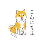 柴犬と日常おしゃべり（個別スタンプ：29）