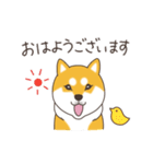 柴犬と日常おしゃべり（個別スタンプ：30）