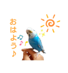 ことりさんの可愛い1日。〜第2弾！！〜（個別スタンプ：1）