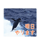 観測隊員と南極の仲間たち for Business（個別スタンプ：2）