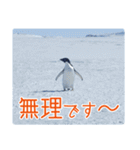 観測隊員と南極の仲間たち for Business（個別スタンプ：19）