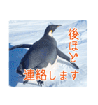 観測隊員と南極の仲間たち for Business（個別スタンプ：20）