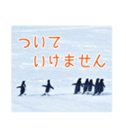 観測隊員と南極の仲間たち for Business（個別スタンプ：39）