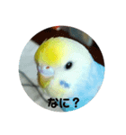 utinoinkonontizyou（個別スタンプ：1）