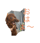 ワンチャンの1日（個別スタンプ：8）