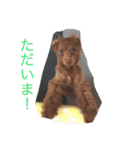 ワンチャンの1日（個別スタンプ：12）