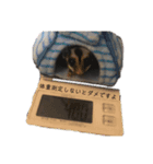 ももんがもも太（個別スタンプ：1）