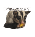 ももんがもも太（個別スタンプ：4）