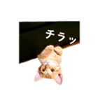 茶トラのチョビ（個別スタンプ：8）