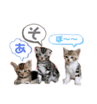 ファニーキャットの子猫スタンプ（個別スタンプ：7）