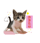 ファニーキャットの子猫スタンプ（個別スタンプ：15）