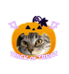 ぶち犬 ハロウィーン（個別スタンプ：20）