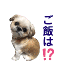 モコモコたん③（個別スタンプ：20）