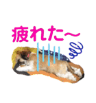 モコモコたん③（個別スタンプ：30）