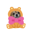shotaくん（個別スタンプ：1）