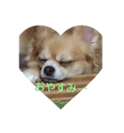 shotaくん（個別スタンプ：3）