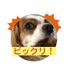 キャバリア♡オリバー④（個別スタンプ：3）