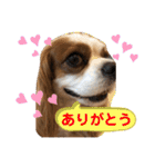 キャバリア♡オリバー④（個別スタンプ：7）