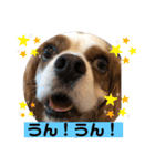 キャバリア♡オリバー④（個別スタンプ：8）