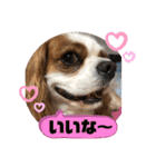キャバリア♡オリバー④（個別スタンプ：9）